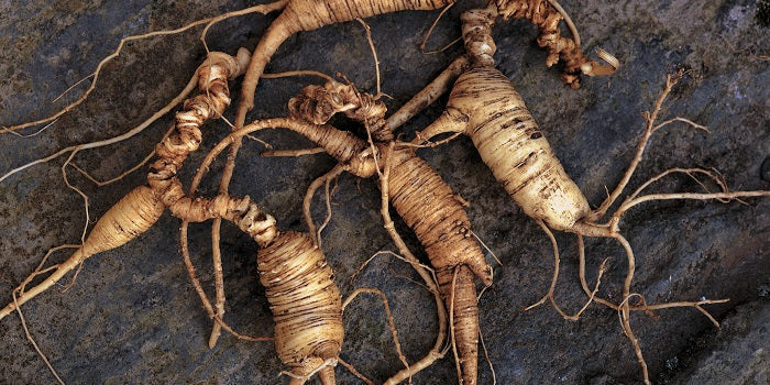 6 Things You May Not Know About American Ginseng