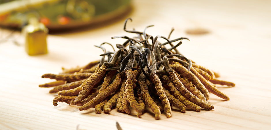 Cordyceps Just Got More Affordable & Sustainable!