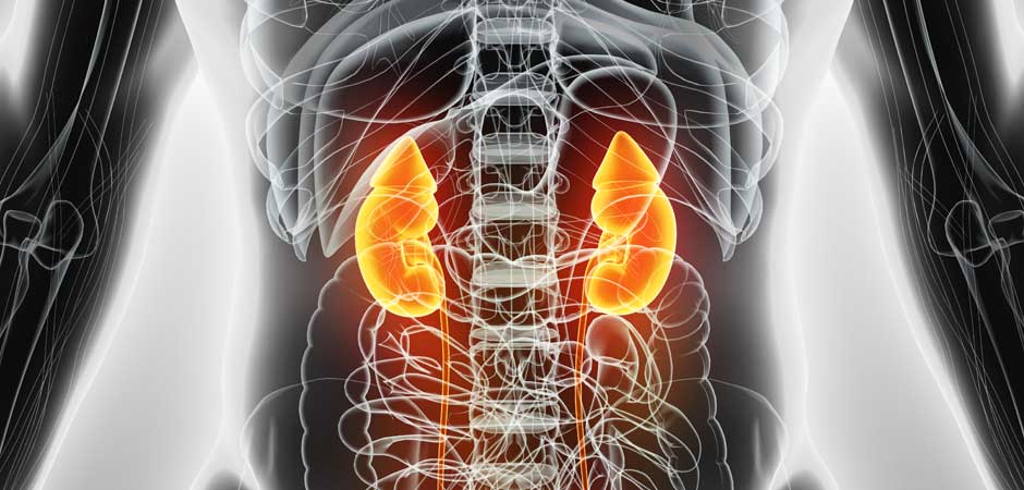 Understanding The Role Of The Kidney