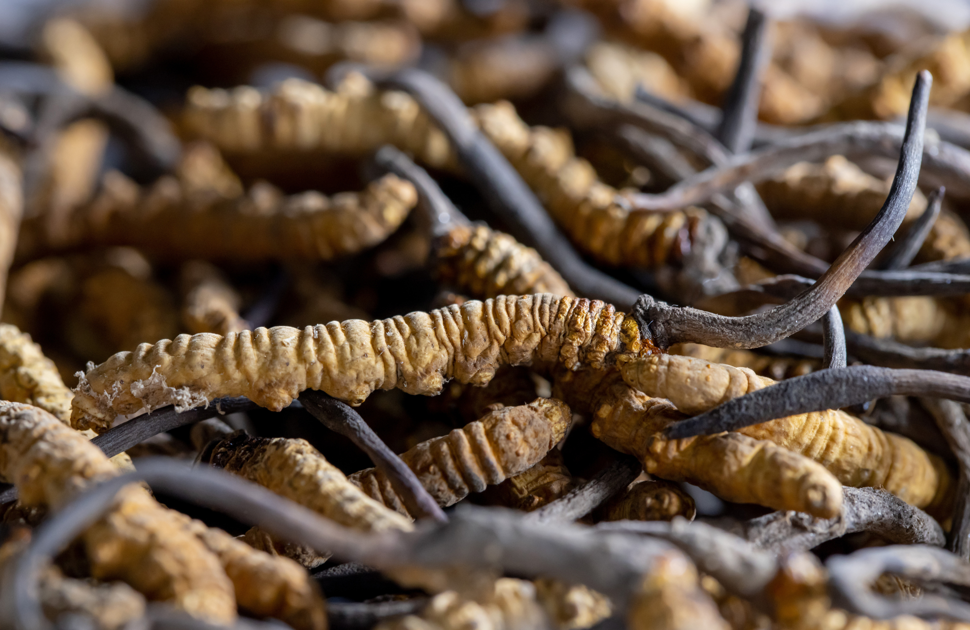 Here's Why You Should Take Cordyceps Sinensis Daily